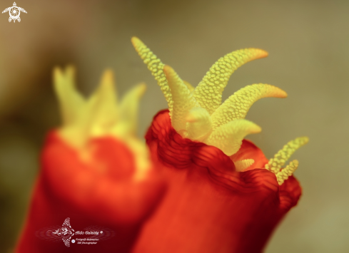 A Tubastraea coccinea Lesson, 1830 | Corals
