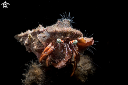 A Hermit crab