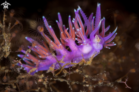 A Flabellina affinis nudibranch