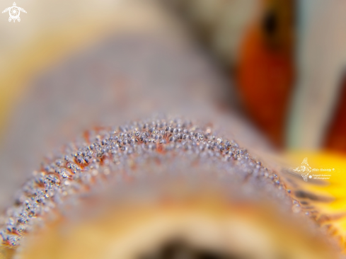 A Clown Fish Eggs