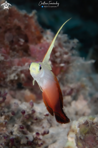 A Nemateleotris magnifica |  Magnificent firegoby  