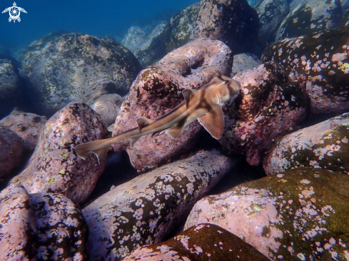 A Heterodontus portusjacksoni | Port Jackson shark