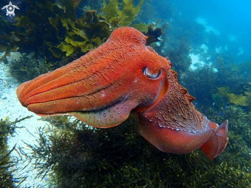 A Sepia apama | Australian giant cuttlefish