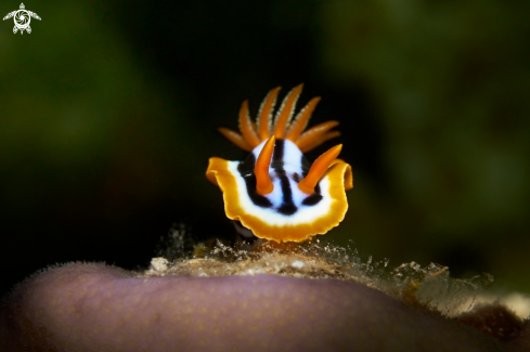 A NUDIBRANCH