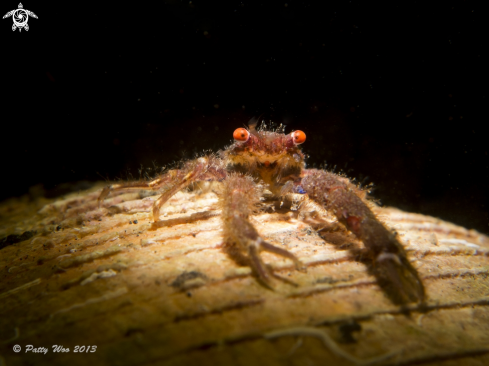 A Squat Lobster