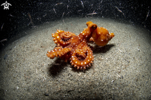 A Octopus