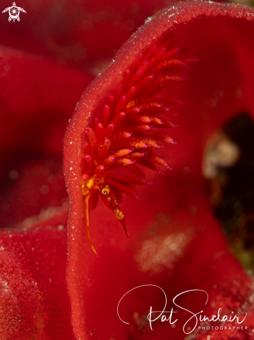 A Nudibranch