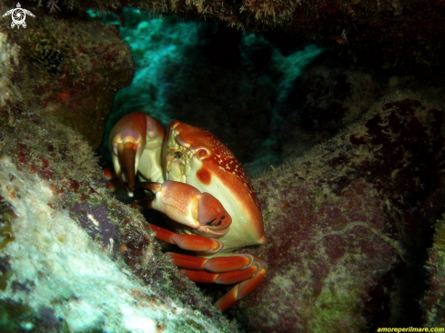 A Carpilus Corallinus