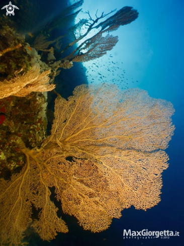 A Gorgonia big