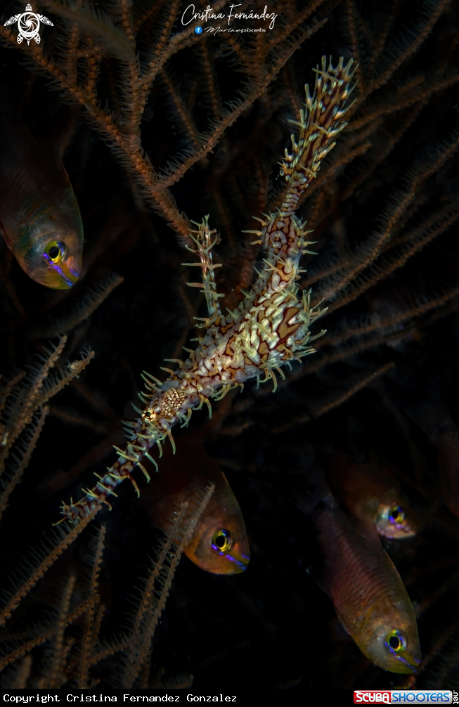A Ornate Ghost Pipefish and Orangelined Cardinalfish