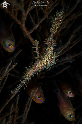 A  Solenostomus paradoxus   - Taeniamia fucata  | Ornate Ghost Pipefish and Orangelined Cardinalfish