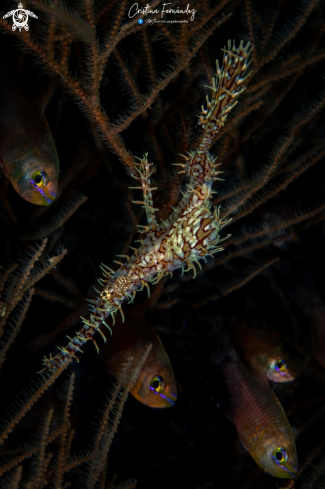 Ornate Ghost Pipefish and Orangelined Cardinalfish