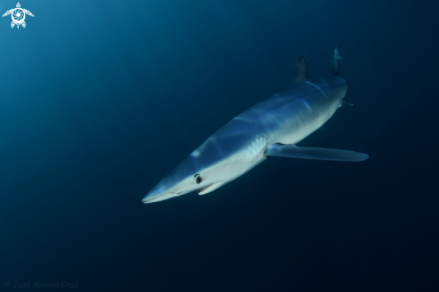 A Prionace glauca | Blue Shark