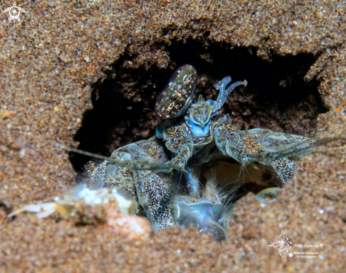 A Lysiosquilla sp. | Mantis Shrimp