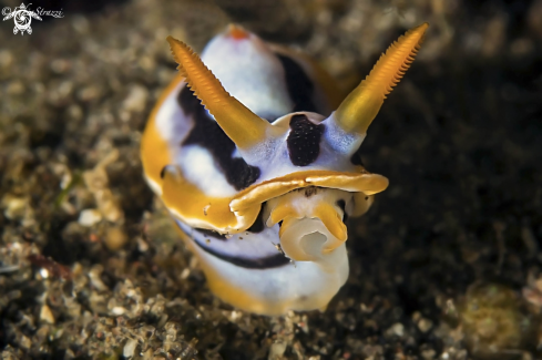 A Chromodoris elisabethina | Nudibranch