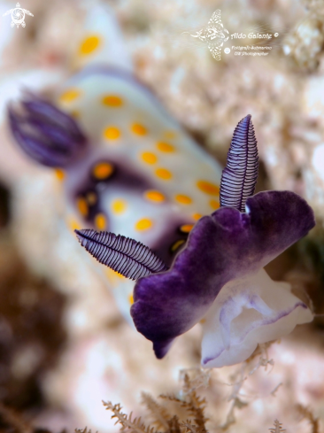 A Goniobranchus Nudibranch