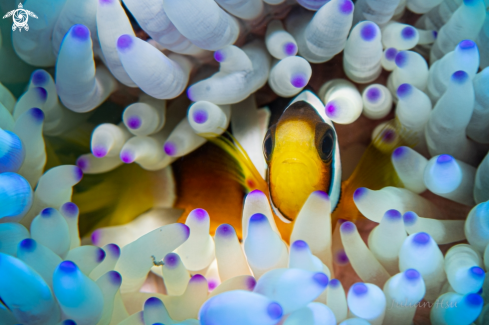 Anemonefish