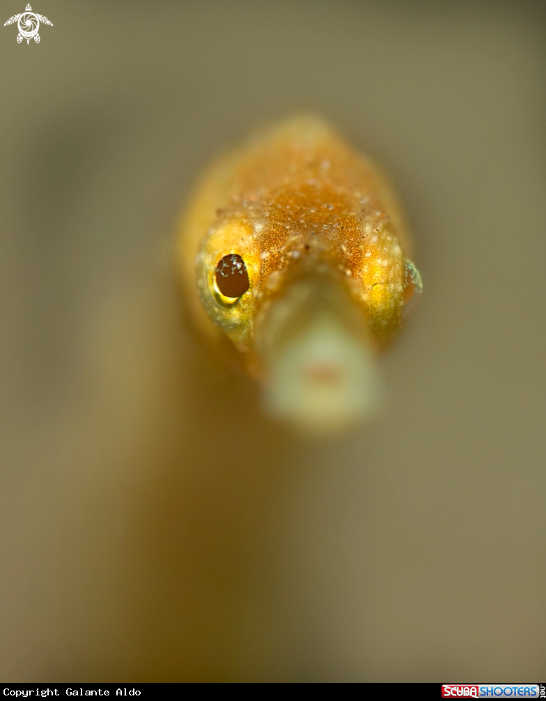 A Double Ended Pipe Fish