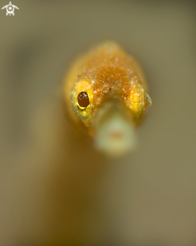A Trachyrhamphus bicoarctatus (Bleeker, 1857)  | Double Ended Pipe Fish