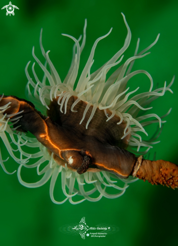 A Nemanthus nitidus (Wassilieff, 1908)  | Anemone