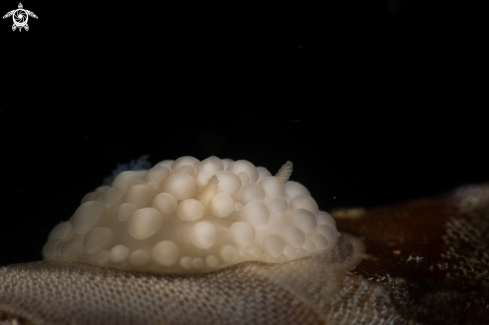 A Onchidoris muricata | Nudi