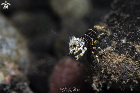 A Gnathophyllum americanum | Bumblebee Shrimp