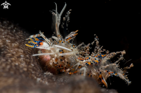 A Phyllognathia ceratophthalma | Tiger shrimp