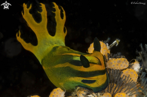 A Nembrotha milleri | Nudibranch