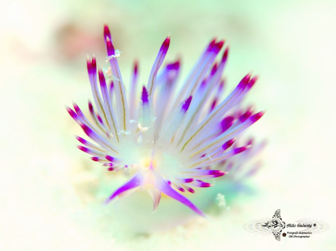 A Coryphellina sp.  | Flabellina Nudibrach
