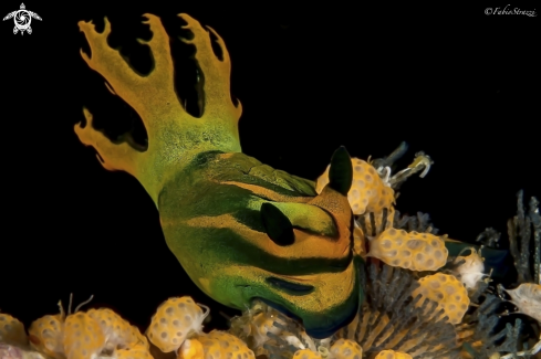 A Nembrotha milleri | Nudibranch