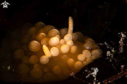 A Onchidoris muricata