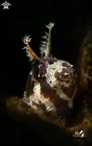 A Longhorn Blenny 