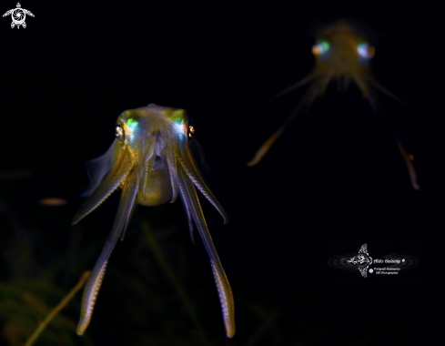 A Sepioteuthis lessoniana Férussac, 1831 | Squid 