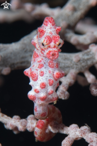 A Pygmy seahorse