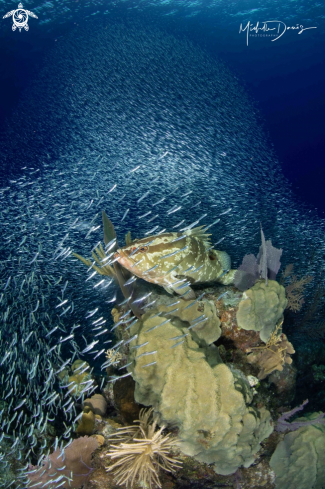 A Nassau Grouper and Silversides