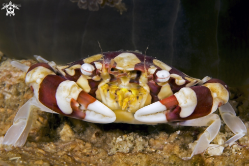 A ANEMONE CRAB