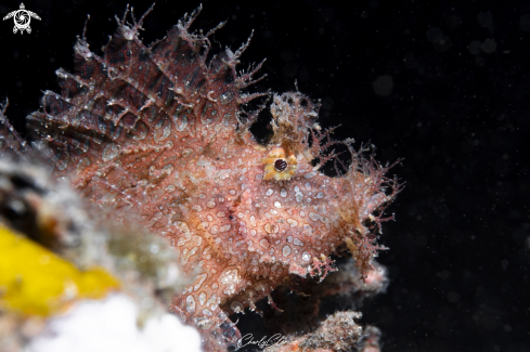 A Rhinopias frondosa | Weedy Scorpionfish