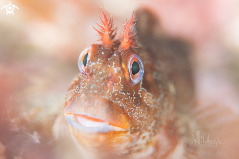 A Tompot Blenny