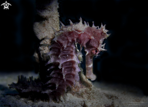 A Sea Horse