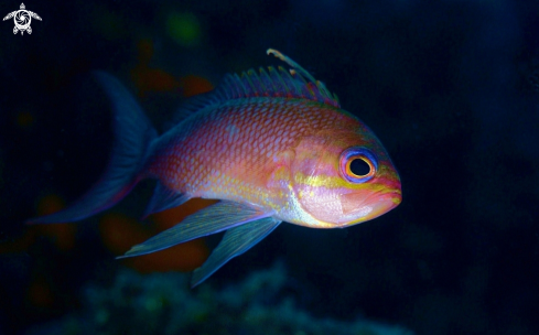 A Anthias