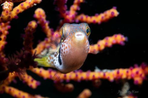 A Saddled Pufferfish