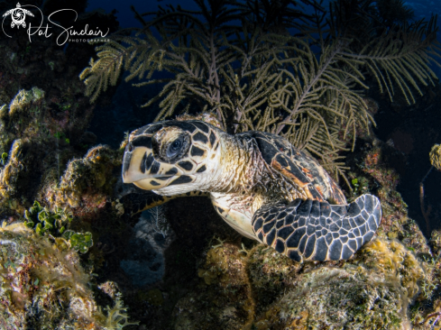 hawksbill turtle