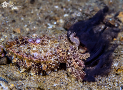 A Flamboyant Cuttlefish