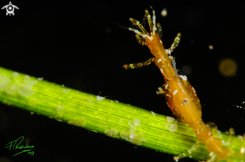 A Skeleton shrimp 