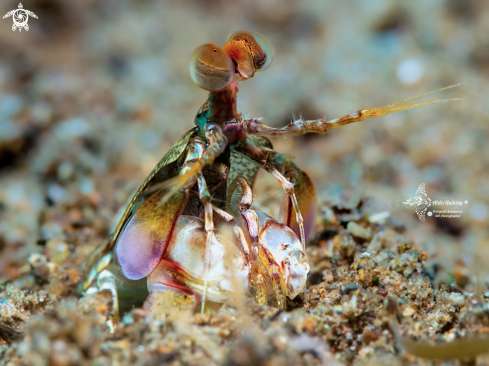 A Mantis Shrimp