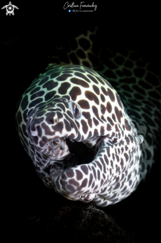 A Honeycomb moray