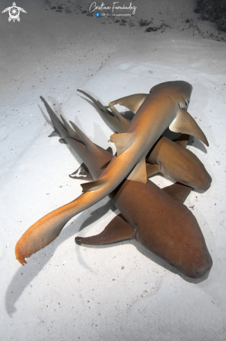 A Nurse Shark 