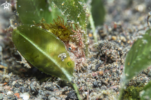 A Spiny-tuffed Frogfish