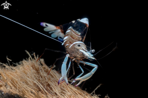 A Ancylomenes holthuisi | Cleaner shrimp