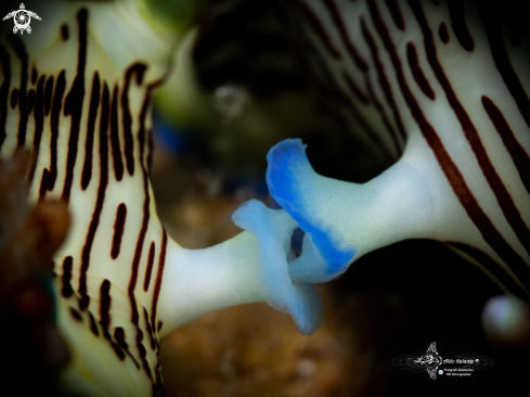 Nembrotha Nudibranch